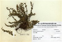 藏品(深山鐵角蕨)的圖片